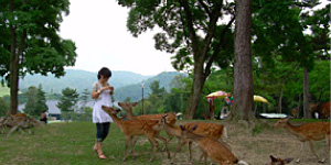 Nara Park